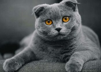 Harganya SELANGIT! Inilah 15 Kucing Termahal di Dunia dengan Harga yang Menggila 2 Harganya Selangit Inilah 15 Kucing Termahal di Dunia Dengan Harga Yang Menggila