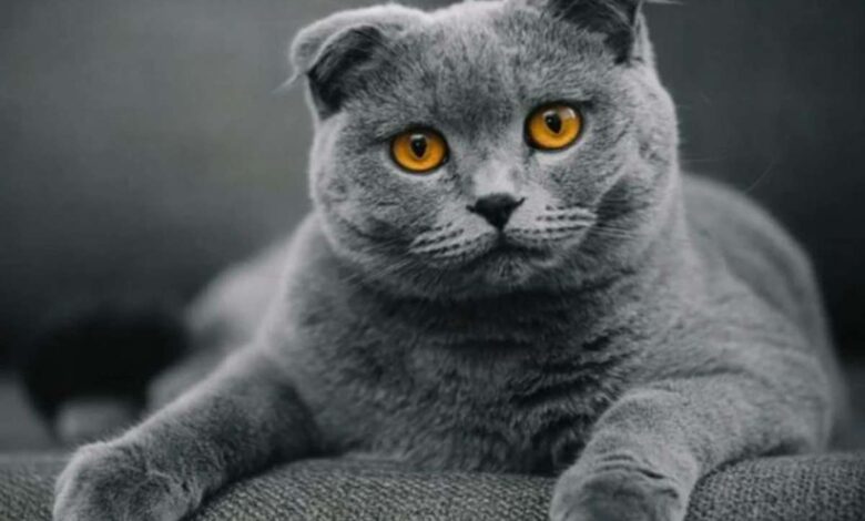 Harganya Selangit Inilah 15 Kucing Termahal di Dunia Dengan Harga Yang Menggila