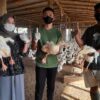 peternakan-bebek-konsumsi-di-desa-wisata-bangowan-blora