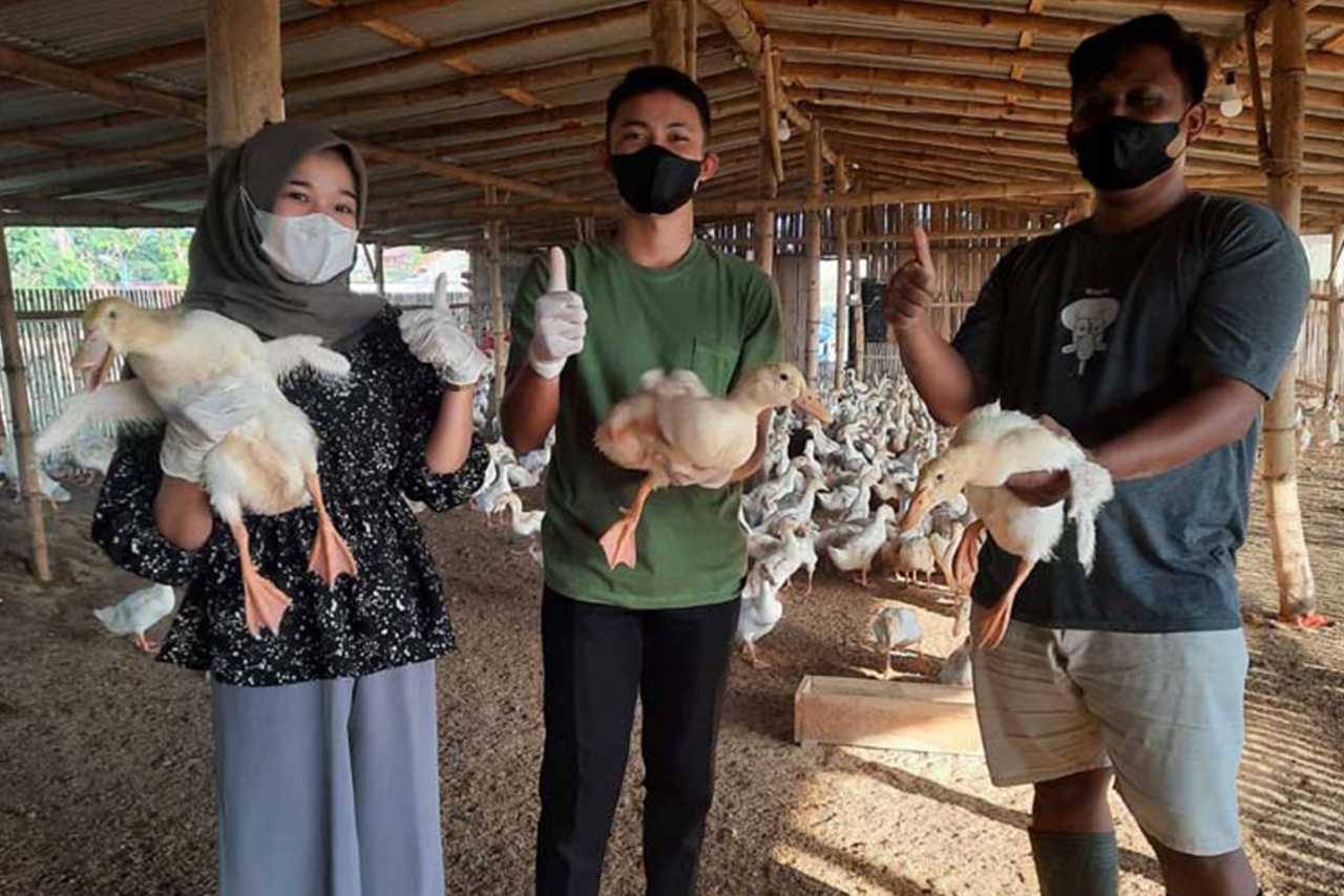 Peternakan Bebek Konsumsi Di Desa Wisata Bangowan Blora