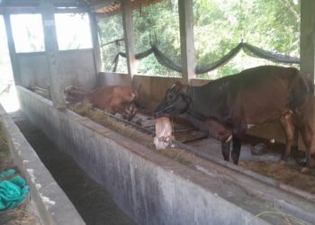 Polemik Program Ketahanan Pangan Ternak Sapi Di Desa Gadon Berlanjut