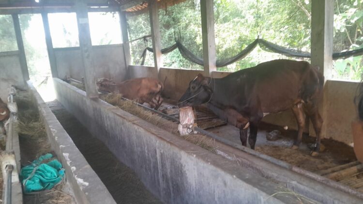 Polemik Program Ketahanan Pangan Ternak Sapi Di Desa Gadon Berlanjut