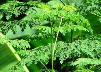 10 Manfaat Tanaman Kelor untuk Kesehatan yang Perlu Anda Ketahui