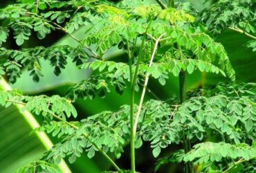 10 Manfaat Tanaman Kelor untuk Kesehatan yang Perlu Anda Ketahui