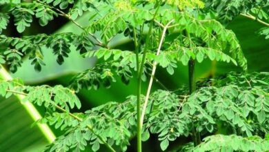 10 Manfaat Tanaman Kelor untuk Kesehatan yang Perlu Anda Ketahui