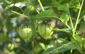 Bermanfaat untuk Kesehatan 15 Tanaman Liar yang Bisa Dijadikan Obat