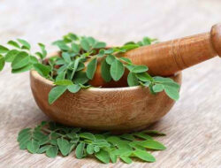 Bikin Glowing dan Kencang 10 Manfaat Tanaman Kelor untuk Kecantikan yang Perlu Kamu Ketahui