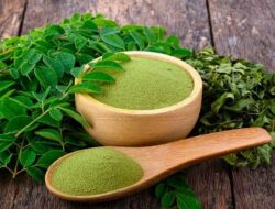 Bisa Dijadiin Teh Hingga Sabun 5 Macam Olahan Tanaman Kelor untuk Kesehatan dan Kecantikan