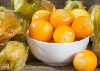 Bisa Diolah Jadi Teh Manfaat Tanaman Ciplukan dan Cara Mengolahnya