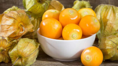 Bisa Diolah Jadi Teh Manfaat Tanaman Ciplukan dan Cara Mengolahnya