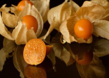 Bisa Langsung Dimakan 5 Manfaat Buah Ciplukan untuk Kesehatan