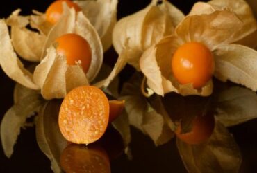 Bisa Langsung Dimakan 5 Manfaat Buah Ciplukan untuk Kesehatan