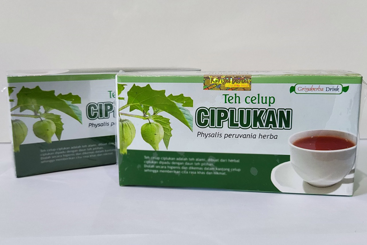 Cara Mengolah Daun Ciplukan Menjadi Minuman Herbal