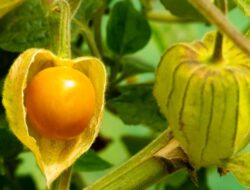 Dari Daun Hingga Buahnya 7 Manfaat Tanaman Ciplukan untuk Kesehatan dan Kecantikan