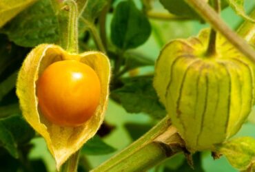 Dari Daun Hingga Buahnya 7 Manfaat Tanaman Ciplukan untuk Kesehatan dan Kecantikan