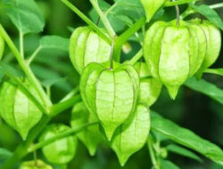 Jarang Diketahui 10 Manfaat Buah Ciplukan untuk Kesehatan Tanaman Liar yang Bisa Dijadikan Obat Herbal