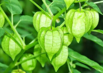 Jarang Diketahui 10 Manfaat Buah Ciplukan untuk Kesehatan Tanaman Liar yang Bisa Dijadikan Obat Herbal