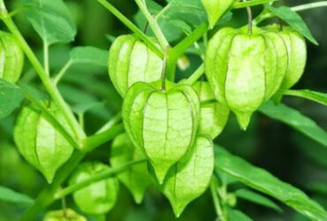 Jarang Diketahui 10 Manfaat Buah Ciplukan untuk Kesehatan Tanaman Liar yang Bisa Dijadikan Obat Herbal