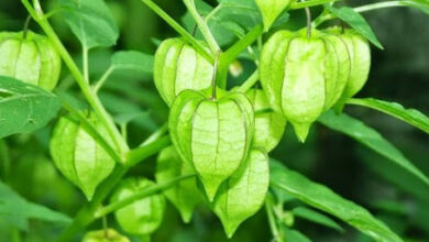 Jarang Diketahui 10 Manfaat Buah Ciplukan untuk Kesehatan Tanaman Liar yang Bisa Dijadikan Obat Herbal