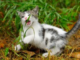 Kenapa Kucing Suka Memakan Rumput? Ternyata Ini Alasannya