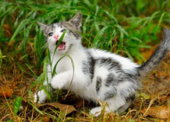 Kenapa Kucing Suka Memakan Rumput? Ternyata Ini Alasannya 3 Kenapa Kucing Suka Memakan Rumput? Ternyata Ini Alasannya