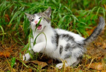 Kenapa Kucing Suka Memakan Rumput? Ternyata Ini Alasannya