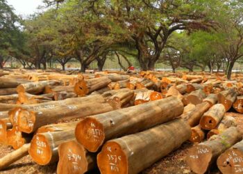 Ada dari BLORA! Daftar Negara Penghasil Kayu Jati Terbaik di Dunia, Nomor 1 Juaranya... 4 Ada dari BLORA! Daftar Negara Penghasil Kayu Jati Terbaik di Dunia Nomor 1 Juaranya