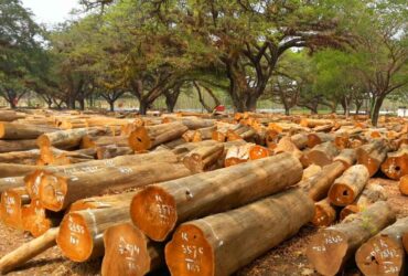 Ada dari BLORA! Daftar Negara Penghasil Kayu Jati Terbaik di Dunia Nomor 1 Juaranya