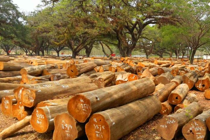 Ada dari BLORA! Daftar Negara Penghasil Kayu Jati Terbaik di Dunia Nomor 1 Juaranya