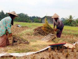 Berlaku Nasional! Perbandingan Harga Gabah Tahun 2025 dan Tahun 2024 Resmi dari Pemerintah
