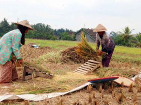 Berlaku Nasional! Perbandingan Harga Gabah Tahun 2025 dan Tahun 2024 Resmi dari Pemerintah