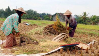 Berlaku Nasional! Perbandingan Harga Gabah Tahun 2025 dan Tahun 2024 Resmi dari Pemerintah