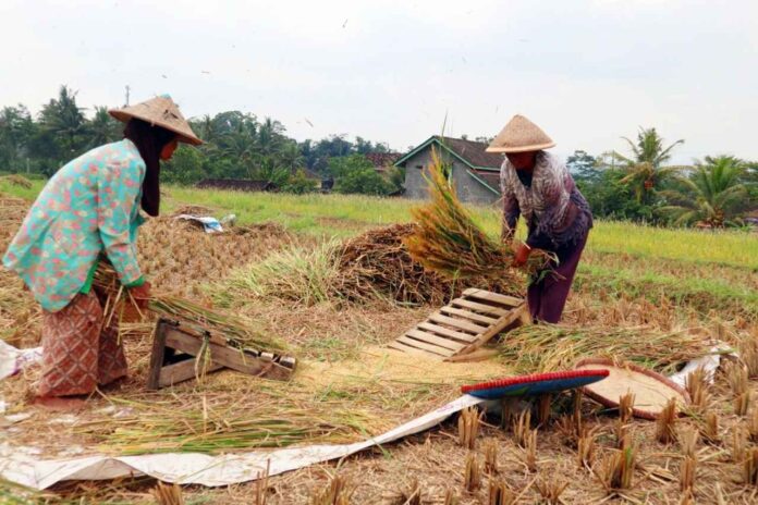 Berlaku Nasional! Perbandingan Harga Gabah Tahun 2025 dan Tahun 2024 Resmi dari Pemerintah