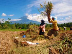 Resmi dari Negara! Daftar Harga Gabah Tahun 2025 Secara Nasional Berikut Rinciannya