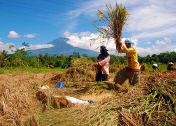 Resmi dari Negara! Daftar Harga Gabah Tahun 2025 Secara Nasional Berikut Rinciannya