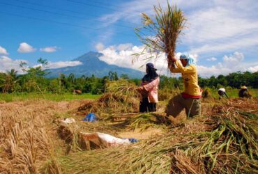Resmi dari Negara! Daftar Harga Gabah Tahun 2025 Secara Nasional Berikut Rinciannya