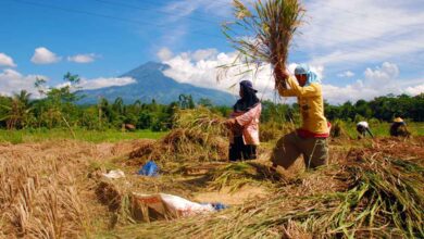 Resmi dari Negara! Daftar Harga Gabah Tahun 2025 Secara Nasional Berikut Rinciannya