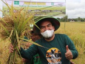 Sudah Diputuskan! Harga Gabah di Blora Jadi Segini Per Kilo Berlaku Mulai Februari 2025