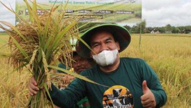 Sudah Diputuskan! Harga Gabah di Blora Jadi Segini Per Kilo Berlaku Mulai Februari 2025