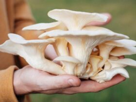 Ampuh Turunkan Kolesterol! 4 Manfaat Jamur Tiram untuk Kesehatan dan Ide Mengolahnya