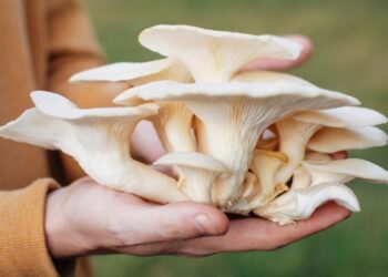 Ampuh Turunkan Kolesterol! 4 Manfaat Jamur Tiram untuk Kesehatan dan Ide Mengolahnya