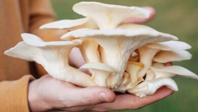 Ampuh Turunkan Kolesterol! 4 Manfaat Jamur Tiram untuk Kesehatan dan Ide Mengolahnya