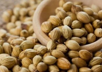 10 Kabupaten di Jawa Tengah Penghasil Kapulaga Terbanyak Rempah Ajaib dengan Banyak Manfaat