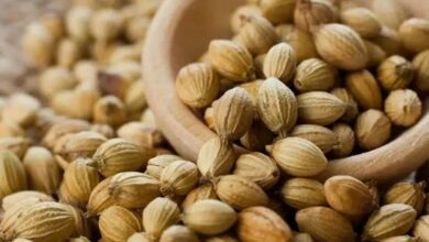 10 Kabupaten di Jawa Tengah Penghasil Kapulaga Terbanyak Rempah Ajaib dengan Banyak Manfaat