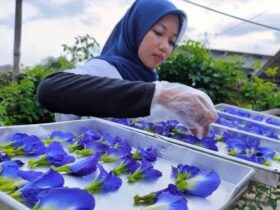 3 Cara Mengeringkan Bunga Telang yang Benar Agar Khasiatnya Tidak Berkurang