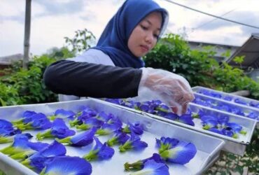 3 Cara Mengeringkan Bunga Telang yang Benar Agar Khasiatnya Tidak Berkurang