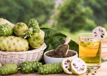 7 Kreasi Kuliner dari Buah Mengkudu Mulai dari Teh Selai Hingga Keripik Mengkudu