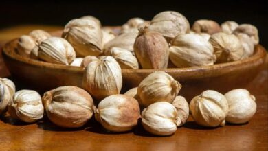 8 Khasiat Kapulaga untuk Kesehatan yang Jarang Diketahui Mencegah Bau Mulut Hingga Melawan Sel Kanker