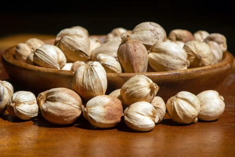 8 Khasiat Kapulaga untuk Kesehatan yang Jarang Diketahui Mencegah Bau Mulut Hingga Melawan Sel Kanker