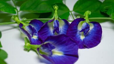 Jarang Diketahui Inilah 25 Khasiat Bunga Telang untuk Kesehatan dan Kecantikan